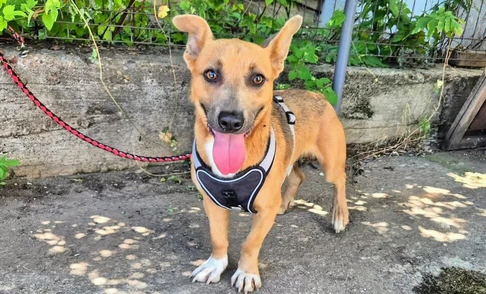 Lucky, male 5yo Mixed Breed for adoption at Ein Herz für Streuner e.V., München
