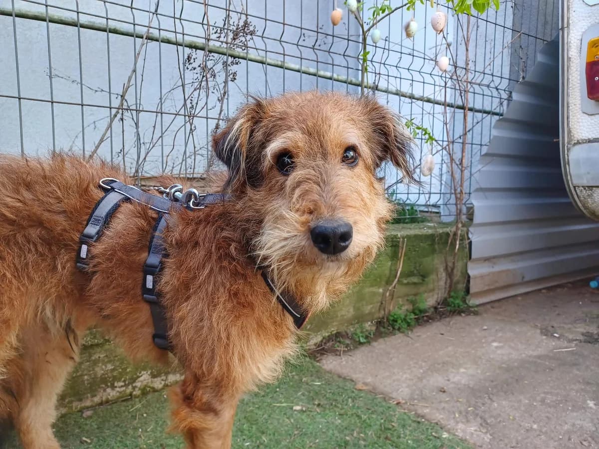 Lucky, male young Mixed Breed for adoption at Ein Herz für Streuner e.V., München