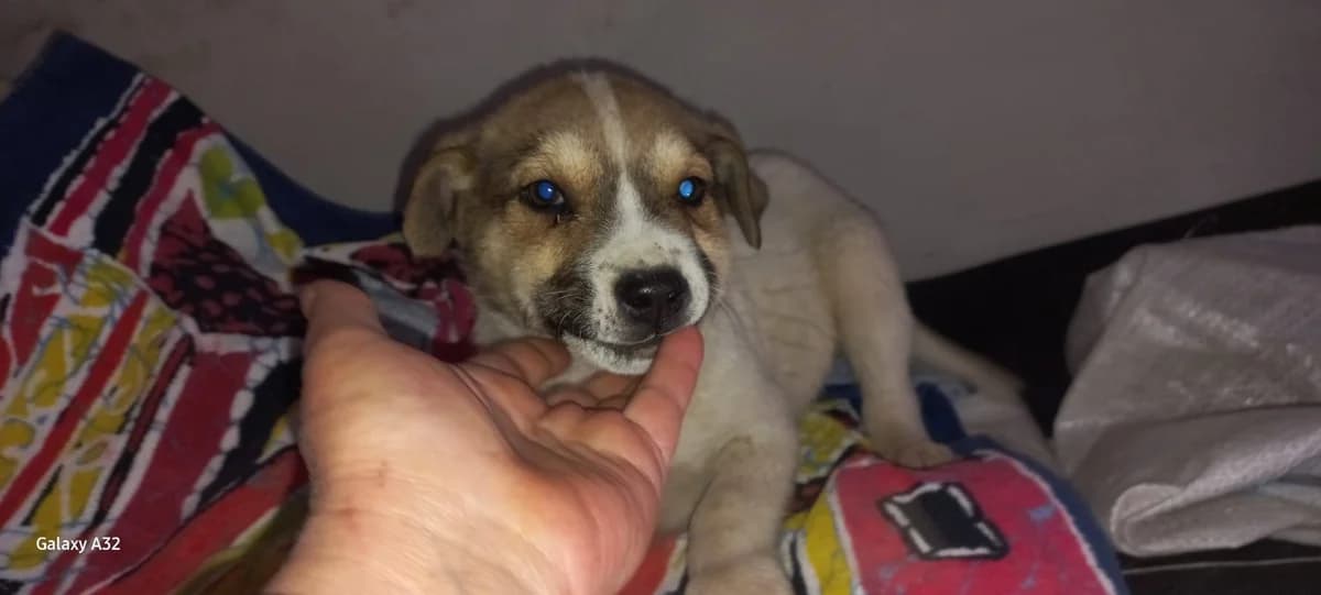Lucky, weiß male puppy Mixed Breed for adoption at Ein Herz für Streuner e.V., München