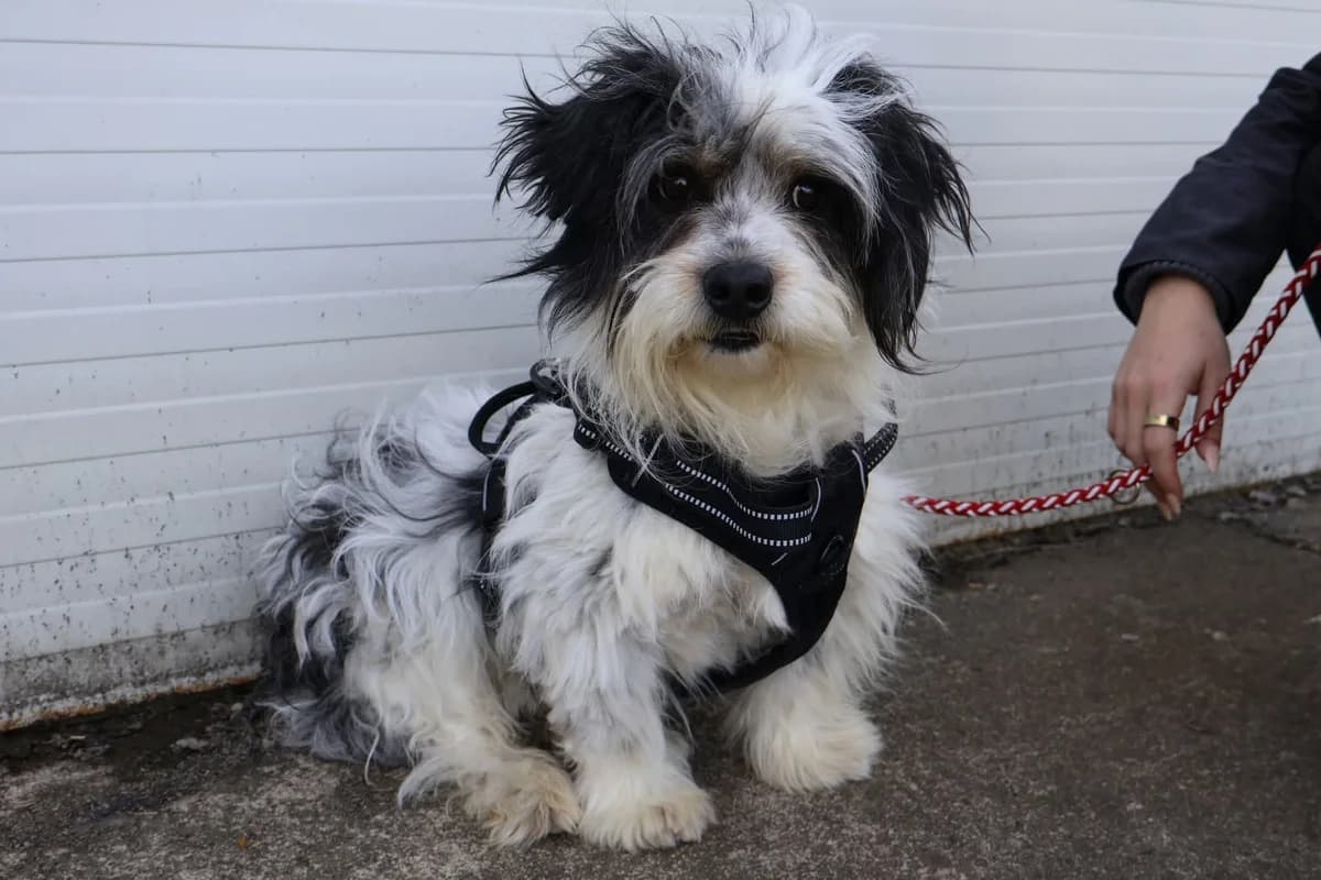 Lucky, Mixed Breed for adoption at Ein Herz für Streuner e.V., München