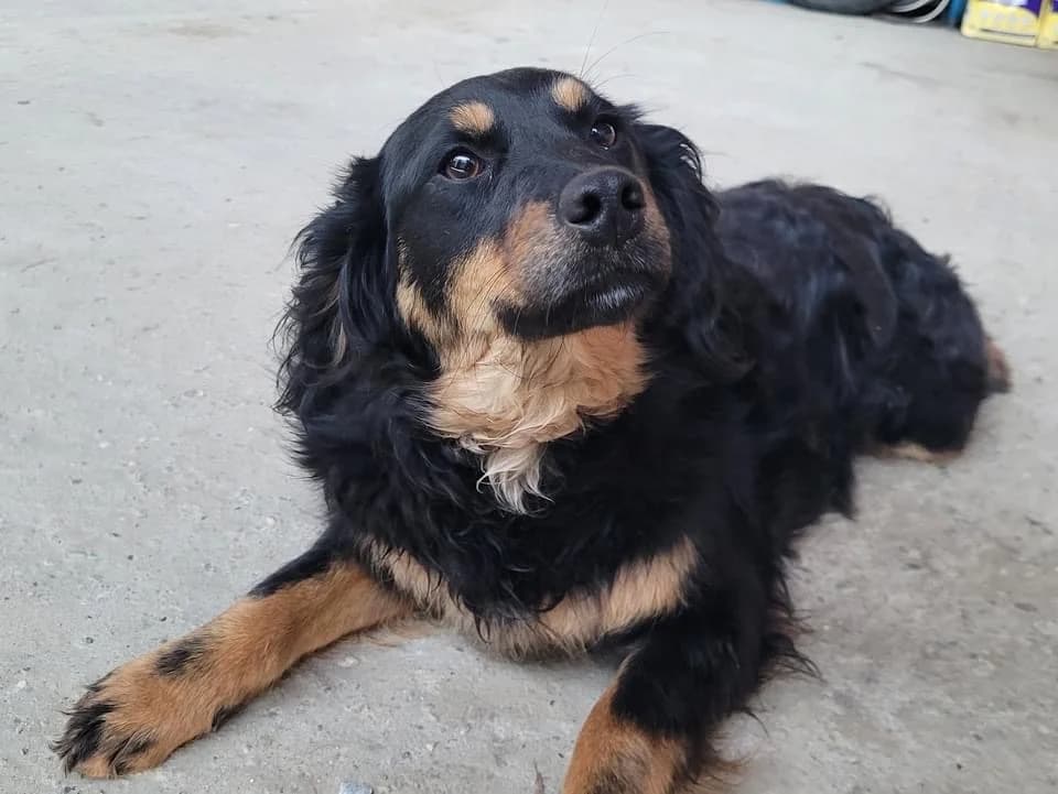 Lucy, female young Mixed Breed for adoption at Ein Herz für Streuner e.V., München