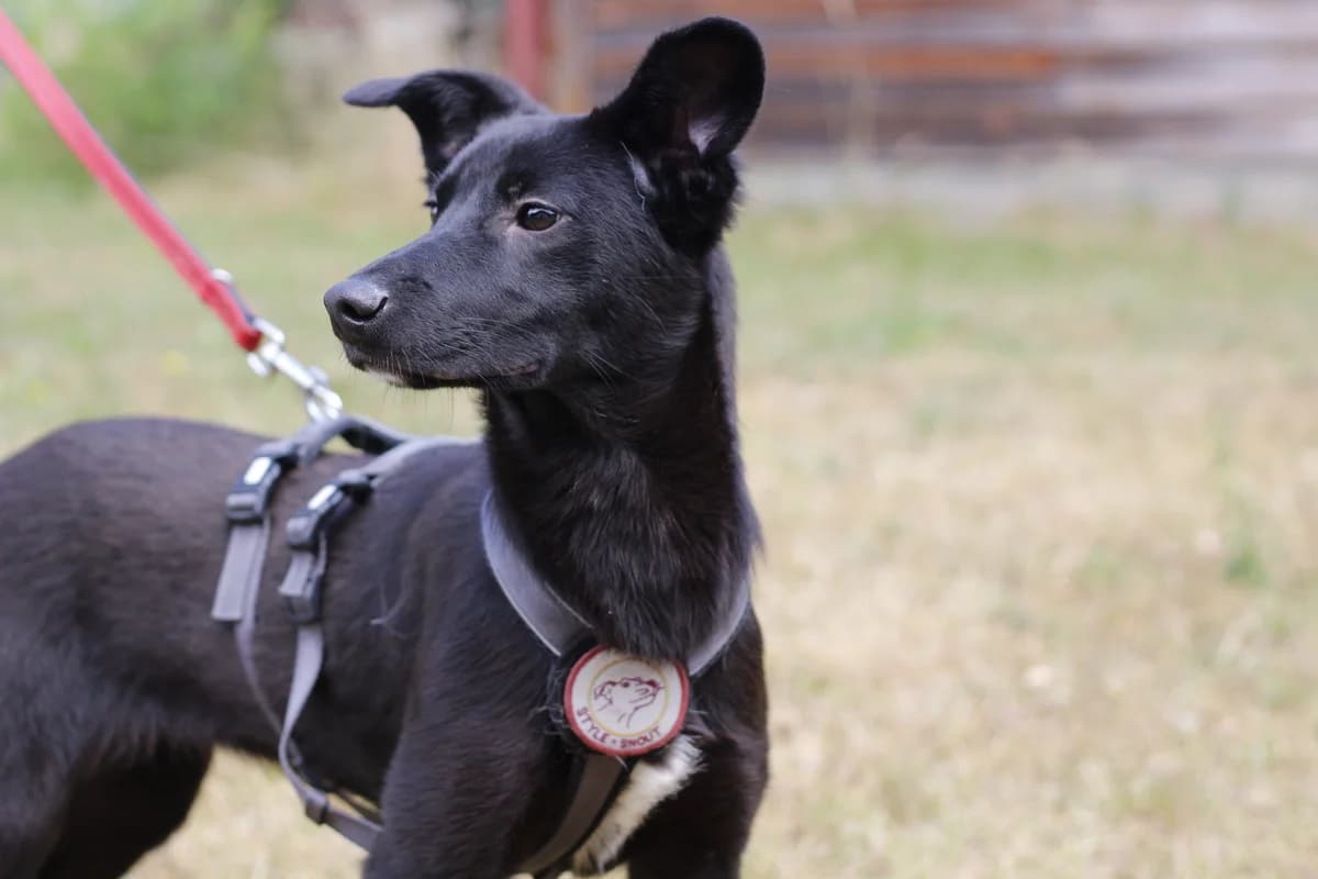 Lucy, female young Mixed Breed for adoption at Ein Herz für Streuner e.V., München