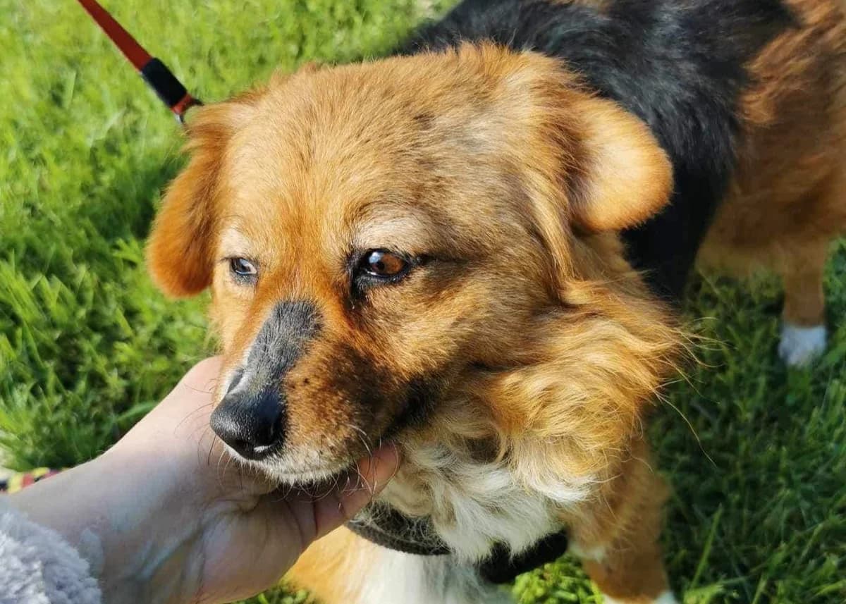 Lucy, braun female 5yo Mixed Breed for adoption at Ein Herz für Streuner e.V., München