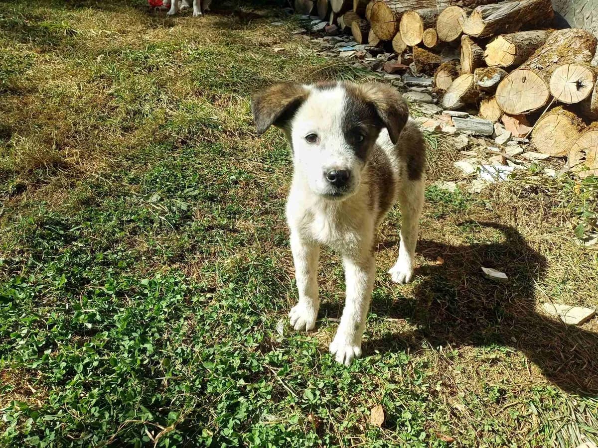 Lucy, female puppy Mixed Breed for adoption at Ein Herz für Streuner e.V., München
