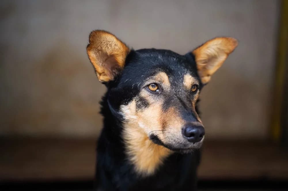 Luddu, female young Mixed Breed for adoption at Ein Herz für Streuner e.V., München