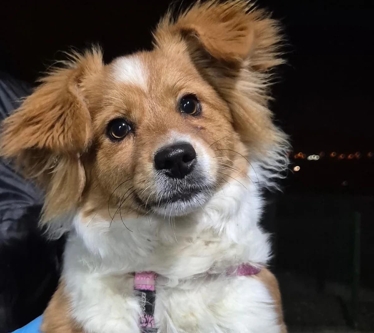 Ludmilla, female puppy Mixed Breed for adoption at Ein Herz für Streuner e.V., München