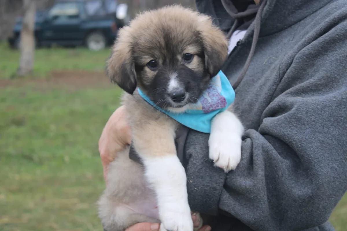 Ludo, weiß male puppy Mixed Breed for adoption at Ein Herz für Streuner e.V., München