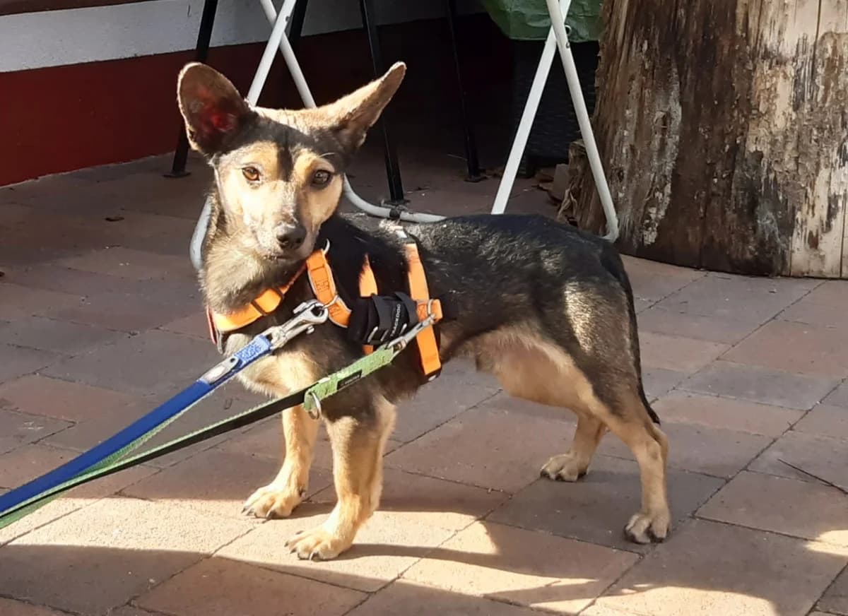 Ludwig, male young Mixed Breed for adoption at Ein Herz für Streuner e.V., München