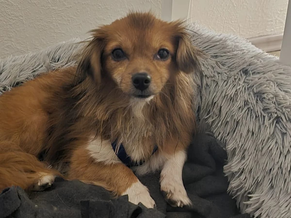 Ludwig, weiß male 3yo Mixed Breed for adoption at Ein Herz für Streuner e.V., München