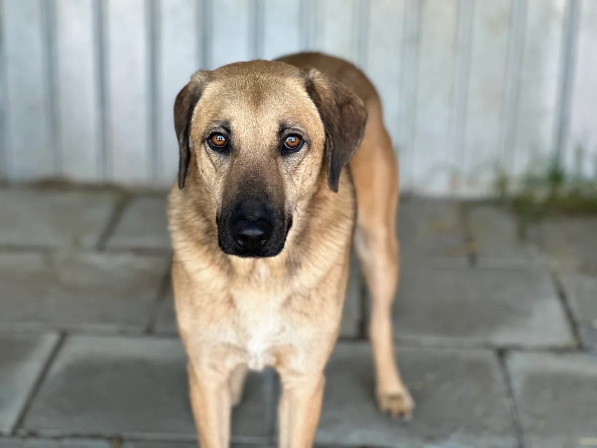 Ludwig, male 5yo Mixed Breed for adoption at Ein Herz für Streuner e.V., München