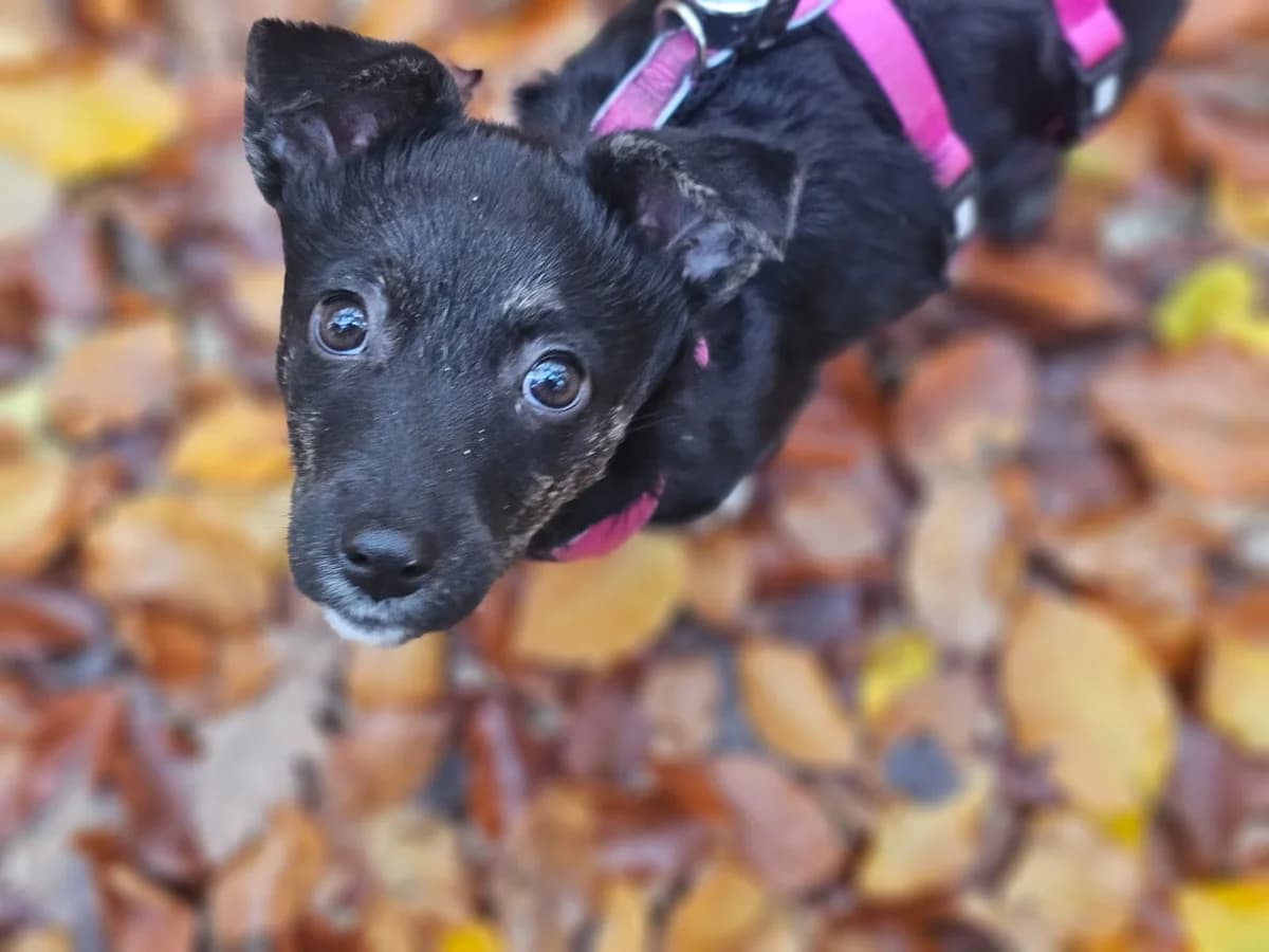 LÜTje, female puppy Mixed Breed for adoption at Ein Herz für Streuner e.V., München