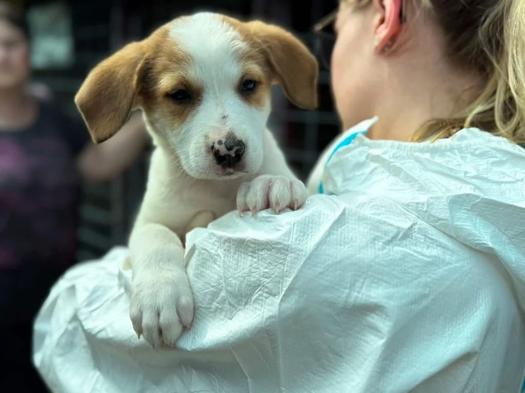 Luggi, weiß male puppy Mixed Breed for adoption at Ein Herz für Streuner e.V., München