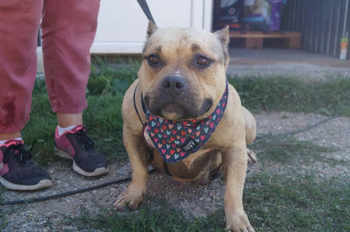 Luhana, female 4yo Mixed Breed for adoption at Ein Herz für Streuner e.V., München