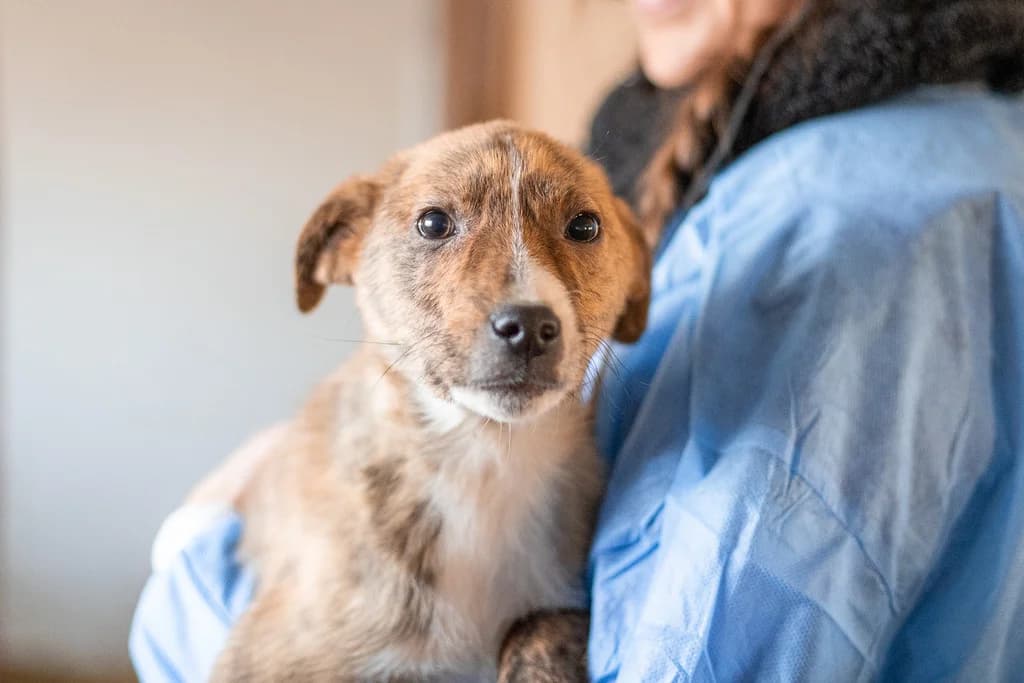 Lui, weiß male puppy Mixed Breed for adoption at Ein Herz für Streuner e.V., München