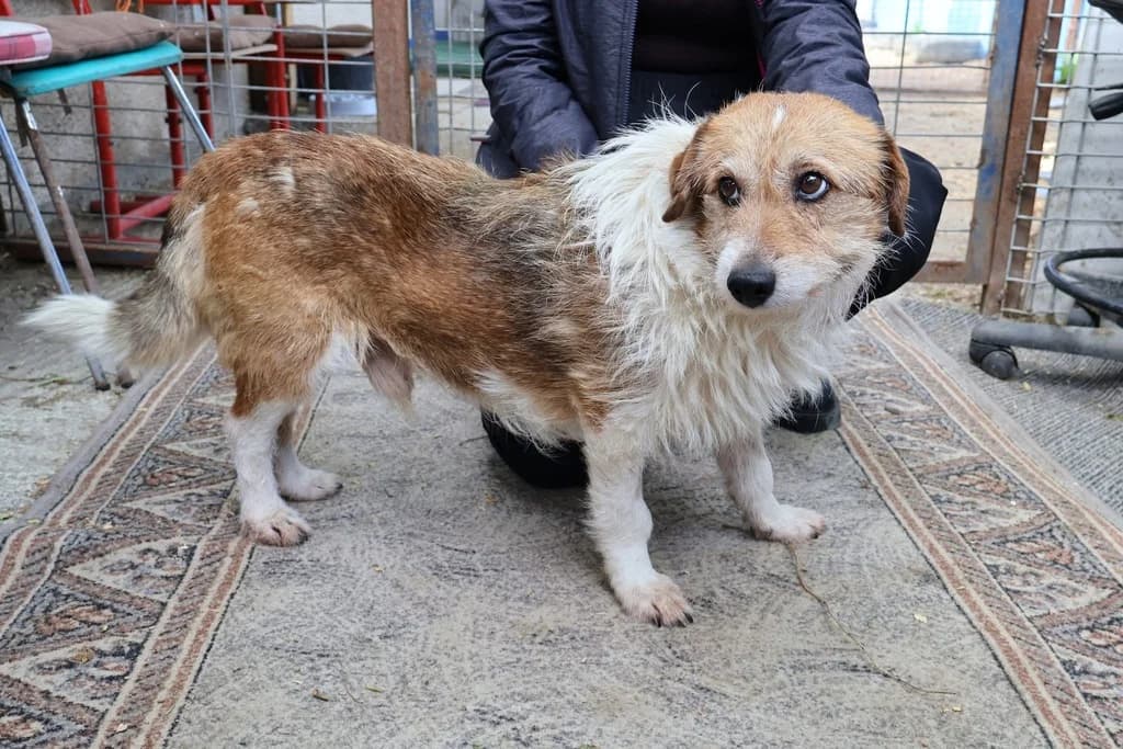 Lui, male senior Mixed Breed for adoption at Ein Herz für Streuner e.V., München