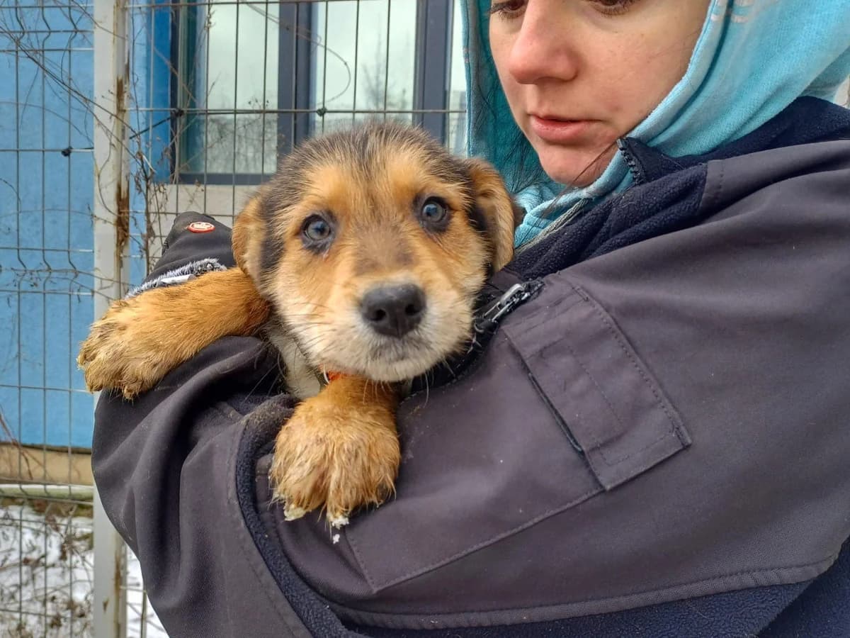 Luis, male puppy Mixed Breed for adoption at Ein Herz für Streuner e.V., München