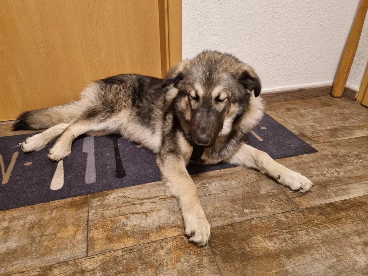 Luis, male puppy Mixed Breed for adoption at Ein Herz für Streuner e.V., München