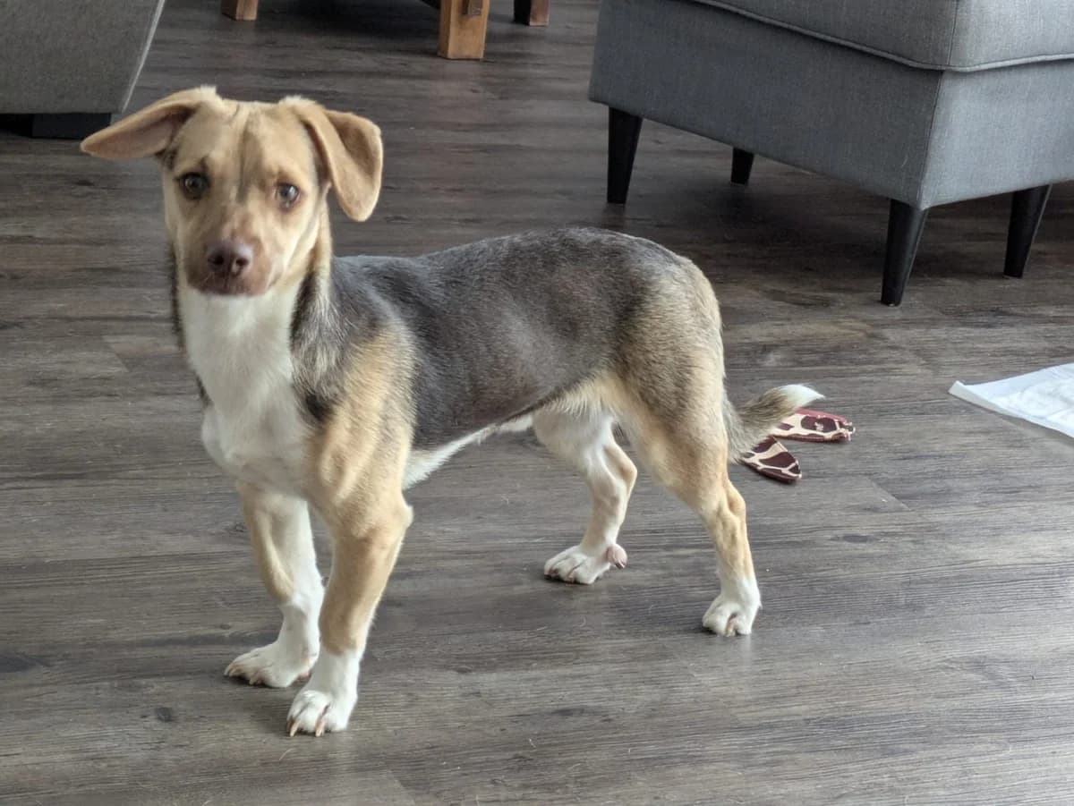 Luis, male puppy Mixed Breed for adoption at Ein Herz für Streuner e.V., München