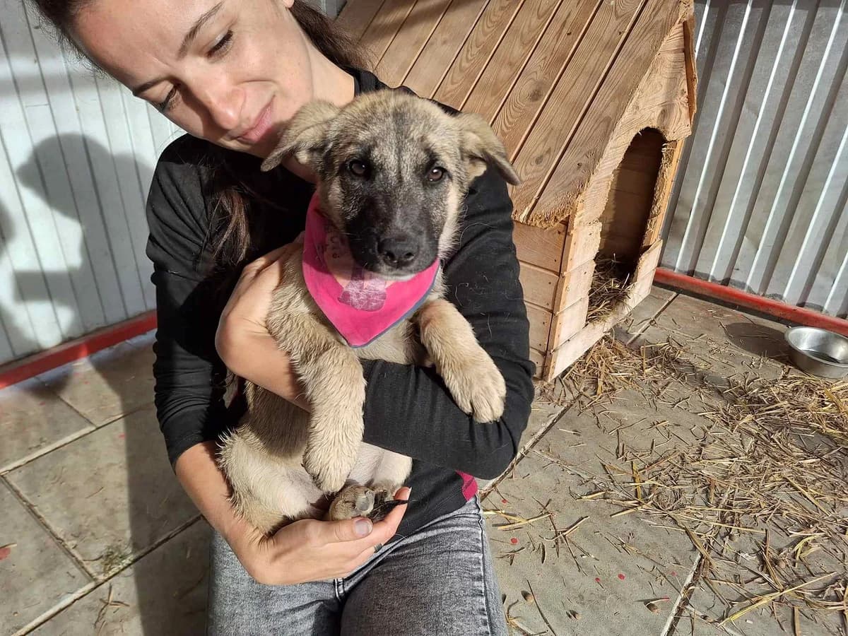 Luisa, female puppy Mixed Breed for adoption at Ein Herz für Streuner e.V., München