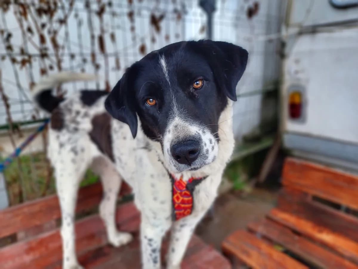 Luisa, female 6yo Mixed Breed for adoption at Ein Herz für Streuner e.V., München