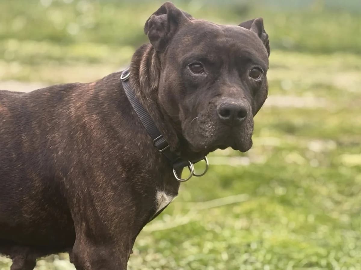 Luisa, female senior Mixed Breed for adoption at Ein Herz für Streuner e.V., München