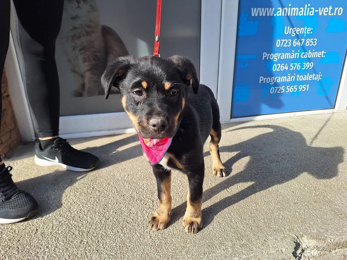 Luise, schwarz female puppy Mixed Breed for adoption at Ein Herz für Streuner e.V., München