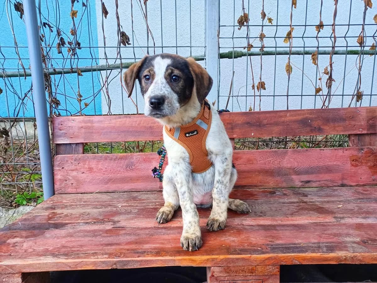 Luise, female puppy Mixed Breed for adoption at Ein Herz für Streuner e.V., München