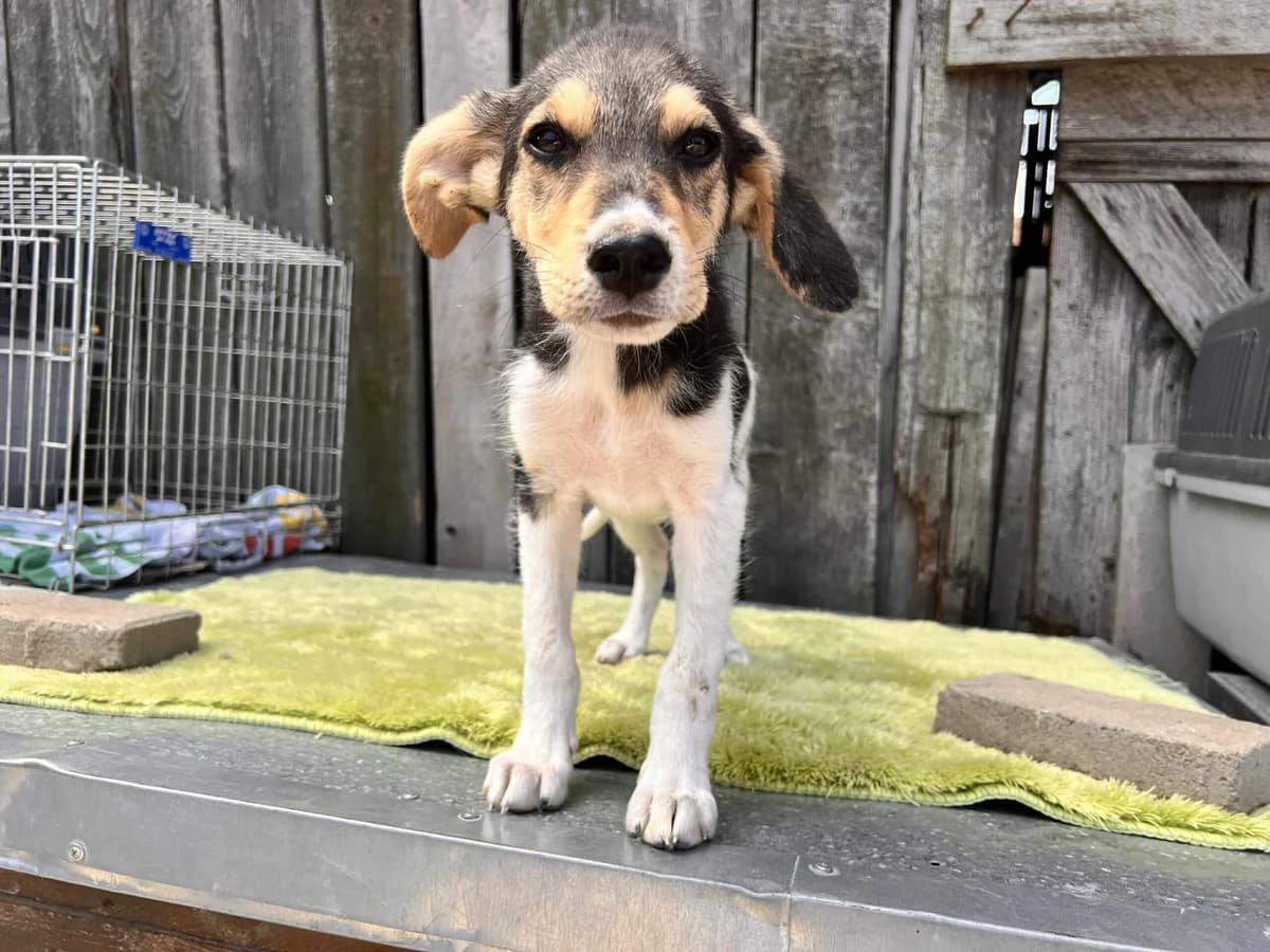 Luise, young Mixed Breed for adoption at Ein Herz für Streuner e.V., München