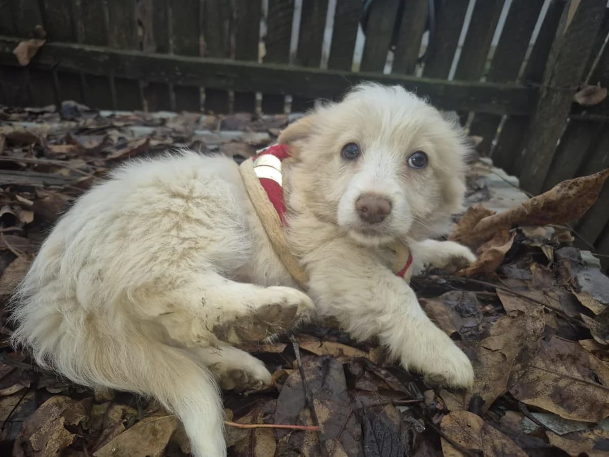 Luka, male young Mixed Breed for adoption at Ein Herz für Streuner e.V., München