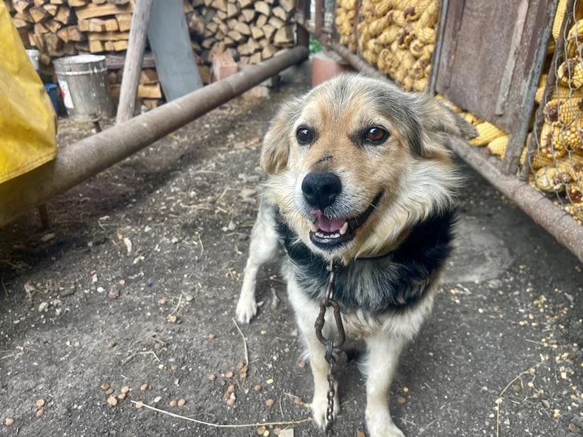 Luka, male 4yo Mixed Breed for adoption at Ein Herz für Streuner e.V., München