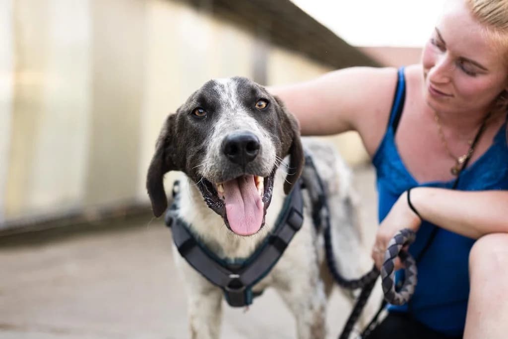 Lukas, schwarz male 5yo Mixed Breed for adoption at Ein Herz für Streuner e.V., München