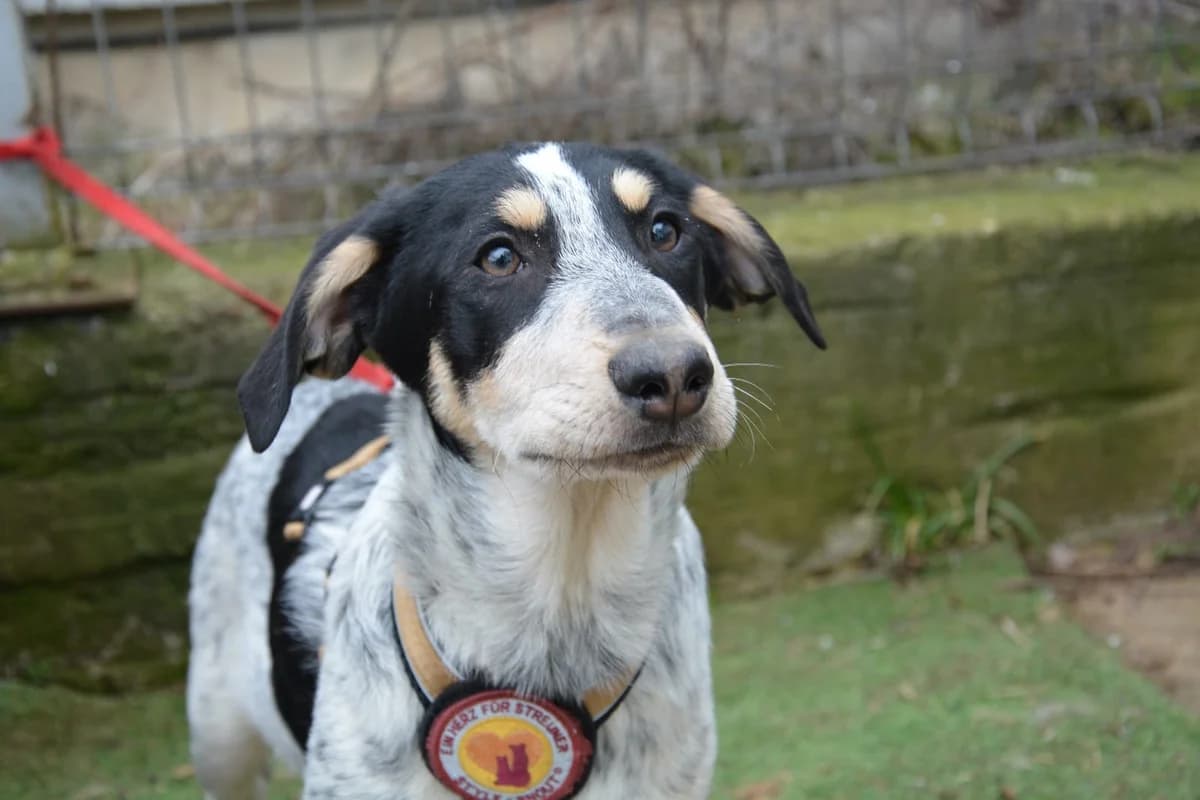 Luke, male puppy Mixed Breed for adoption at Ein Herz für Streuner e.V., München