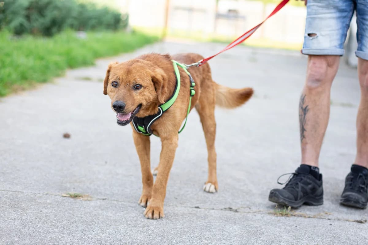 Luke, male senior Mixed Breed for adoption at Ein Herz für Streuner e.V., München