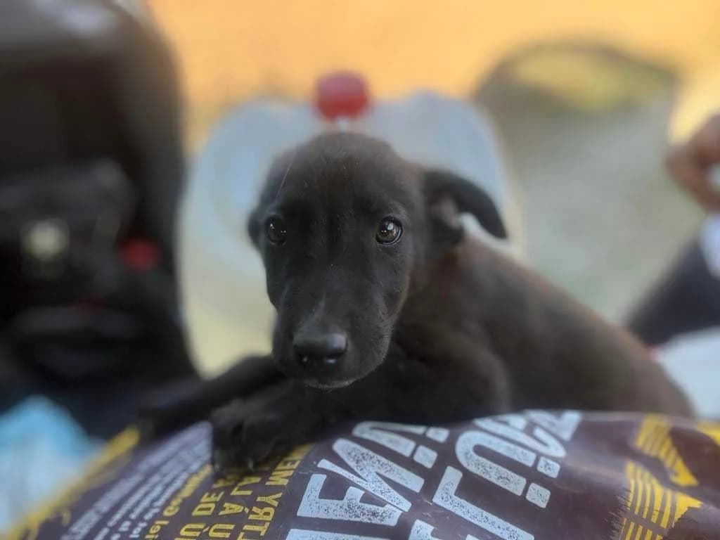 Luke, male puppy Mixed Breed for adoption at Ein Herz für Streuner e.V., München