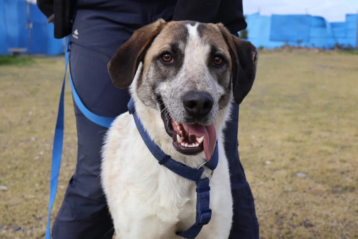 Luke, braun male 5yo Mixed Breed for adoption at Ein Herz für Streuner e.V., München