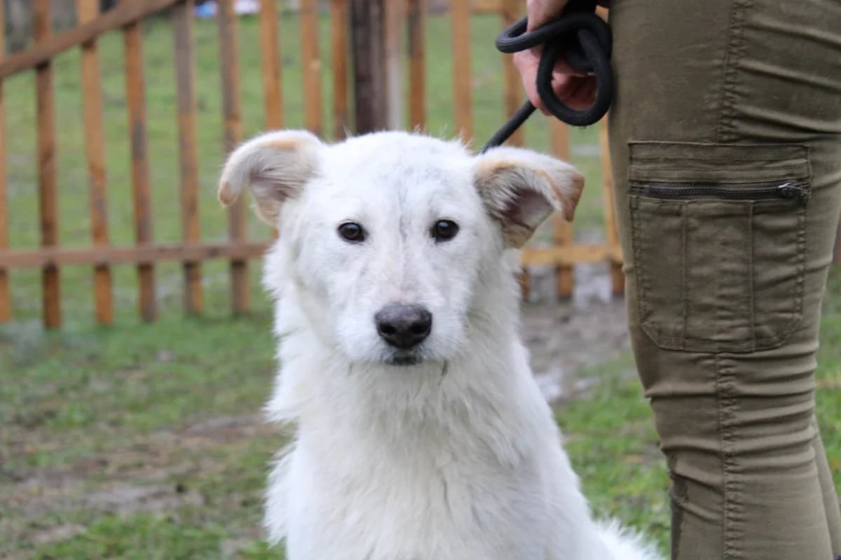 Luki, male 5yo Mixed Breed for adoption at Ein Herz für Streuner e.V., München