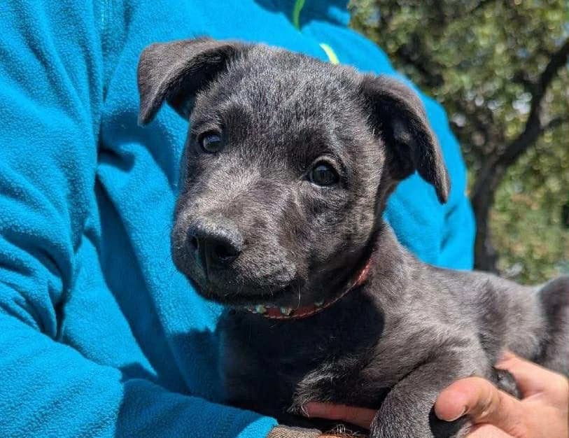 Lukida, schwarz female puppy Mixed Breed for adoption at Ein Herz für Streuner e.V., München