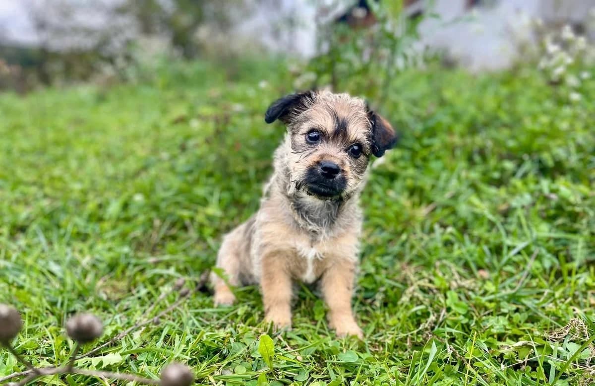 Luky, female puppy Mixed Breed for adoption at Ein Herz für Streuner e.V., München