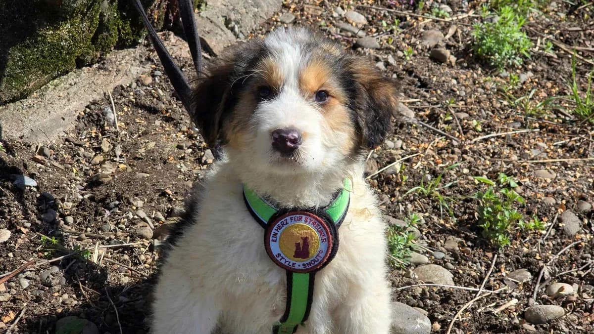 Lula, female puppy Mixed Breed for adoption at Ein Herz für Streuner e.V., München