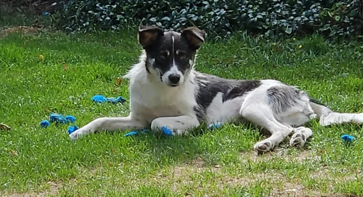 Lula, female 3yo Mixed Breed for adoption at Ein Herz für Streuner e.V., München