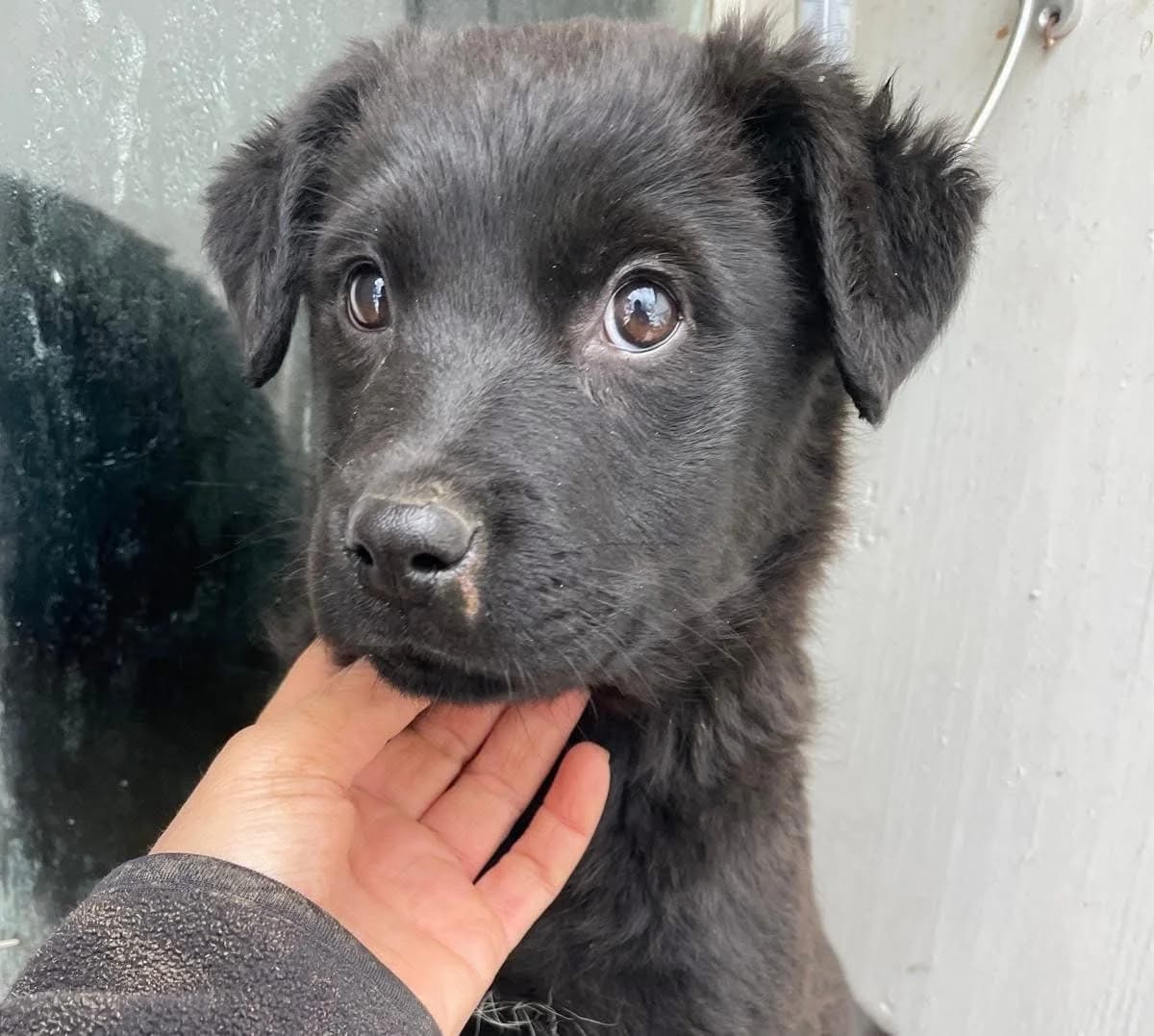 Lule, female puppy Mixed Breed for adoption at Ein Herz für Streuner e.V., München