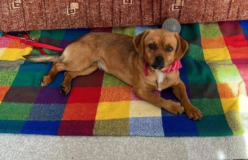Luli, female 5yo Mixed Breed for adoption at Ein Herz für Streuner e.V., München