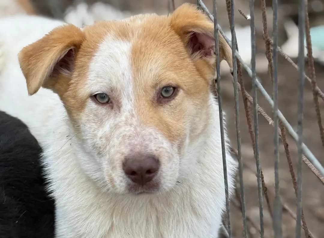 Lulu, weiß female puppy Mixed Breed for adoption at Ein Herz für Streuner e.V., München