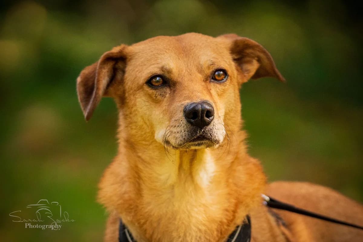 Lulu, male 3yo Mixed Breed for adoption at Ein Herz für Streuner e.V., München
