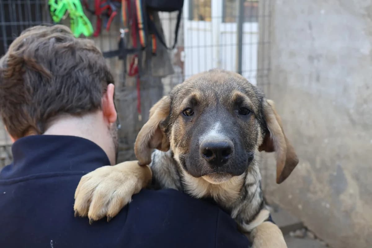 Lumo, weiß male puppy Mixed Breed for adoption at Ein Herz für Streuner e.V., München