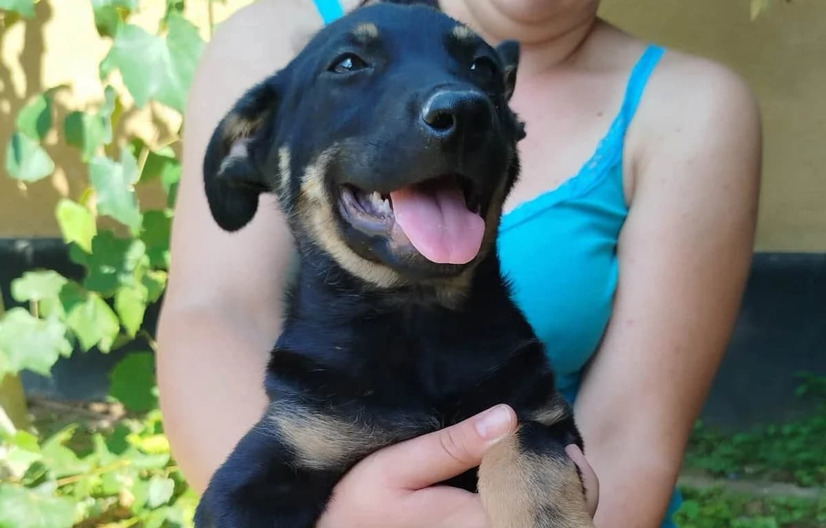 Lumpazi, schwarz male puppy Mixed Breed for adoption at Ein Herz für Streuner e.V., München