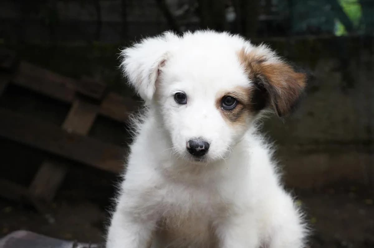 Lumpi, weiß male puppy Mixed Breed for adoption at Ein Herz für Streuner e.V., München