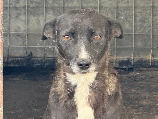 Lumsi, schwarz female 5yo Mixed Breed for adoption at Ein Herz für Streuner e.V., München