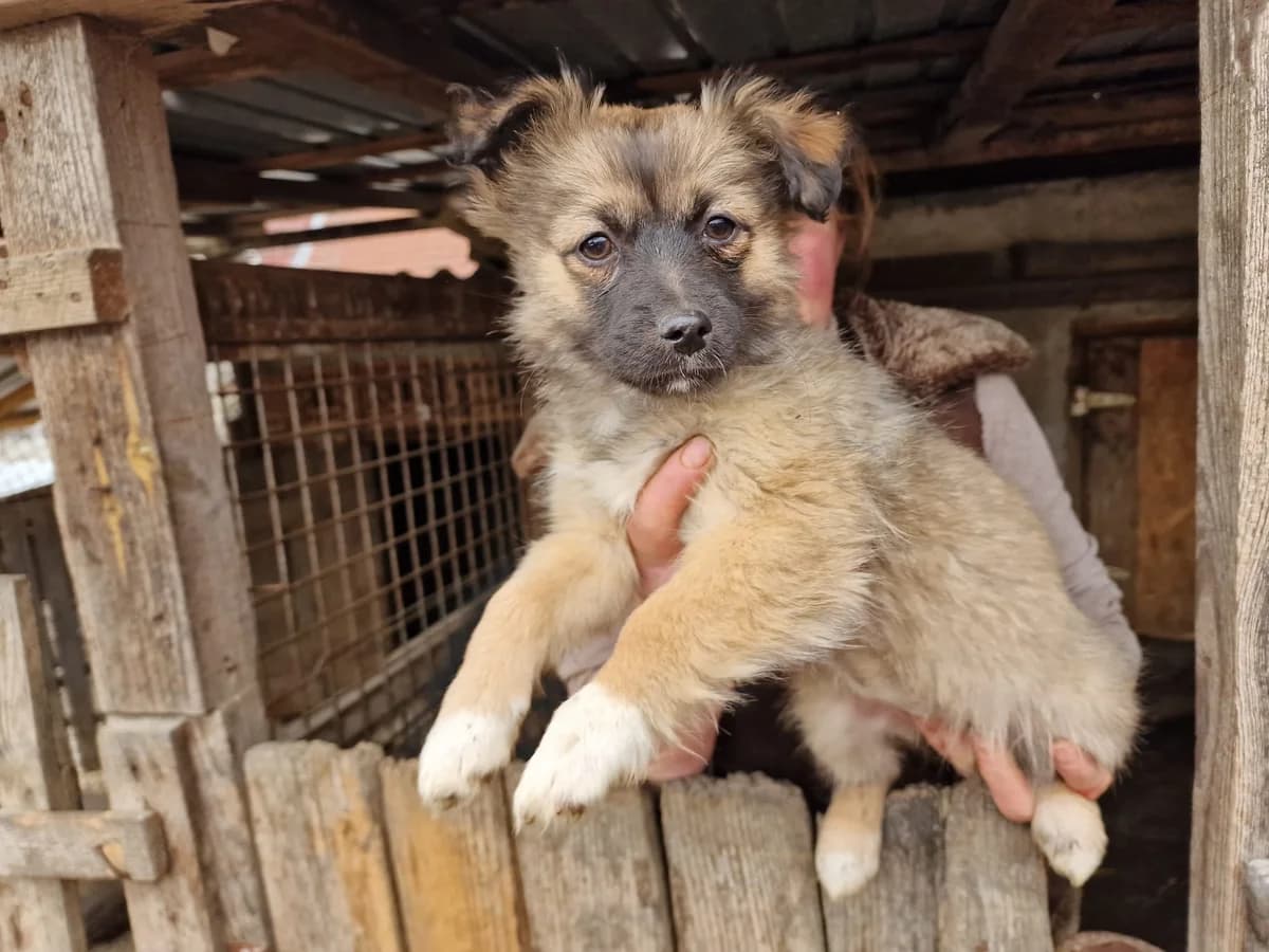 Luna, female puppy Mixed Breed for adoption at Ein Herz für Streuner e.V., München
