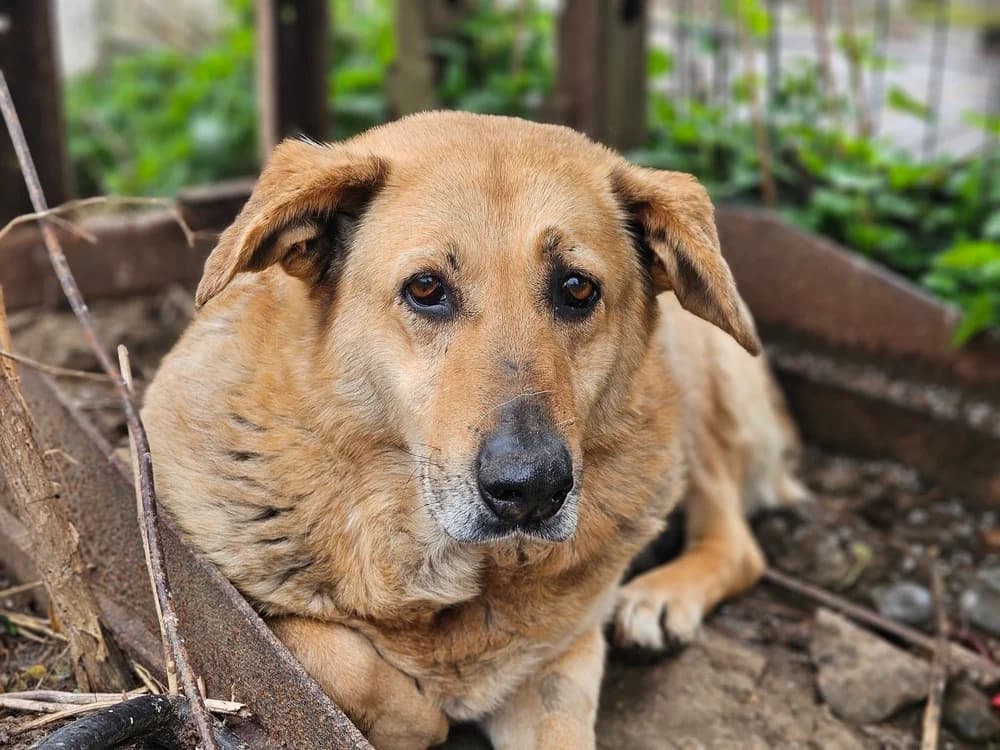 Luna, female senior Mixed Breed for adoption at Ein Herz für Streuner e.V., München